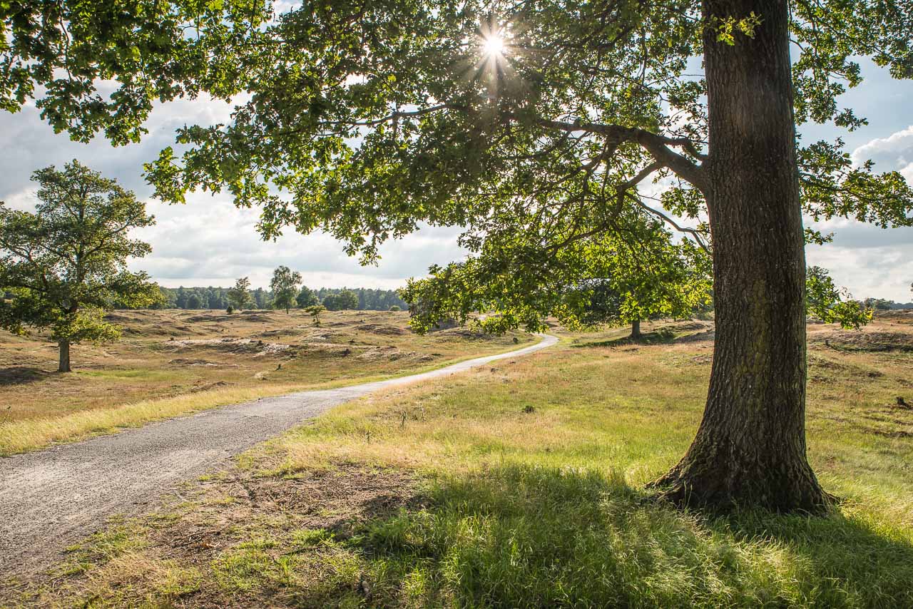 Radweg im Nationalpark Drents-Friese Wold