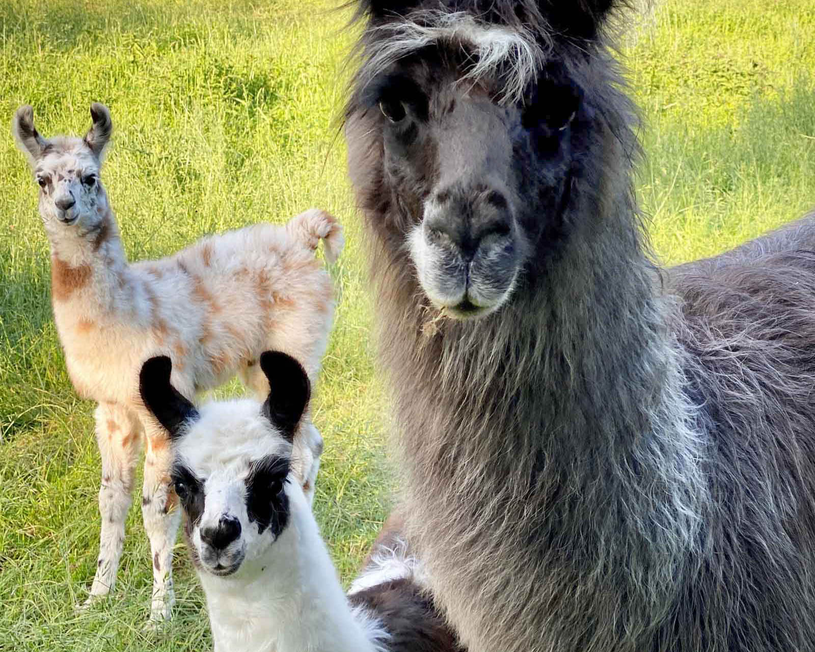 Lama-Fohlen mit Muttertier
