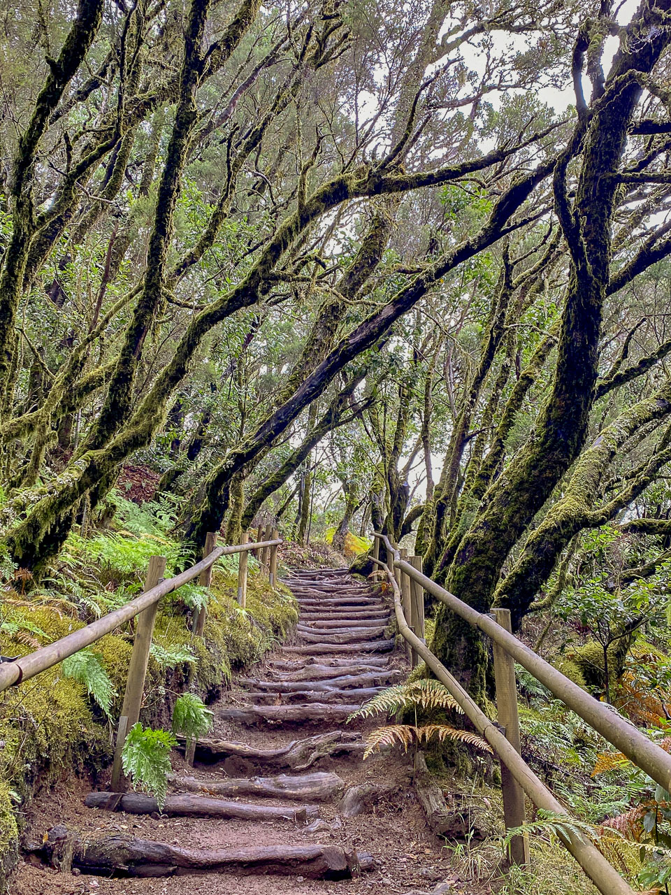 Wanderweg im Nationalpark Garajonay